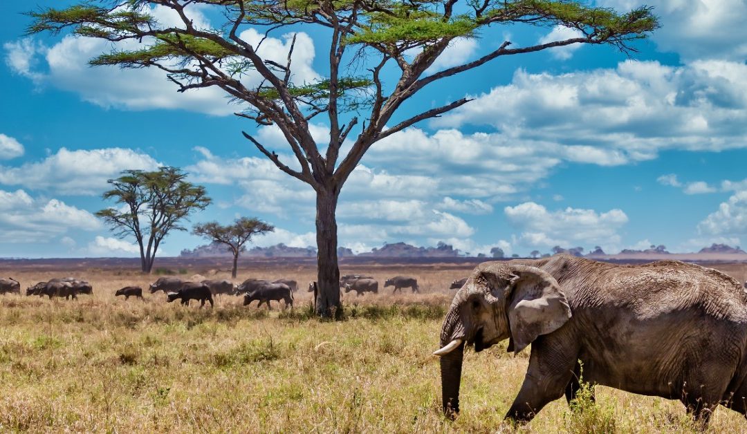 Op safari in de Serengeti – Alarmkaart mee