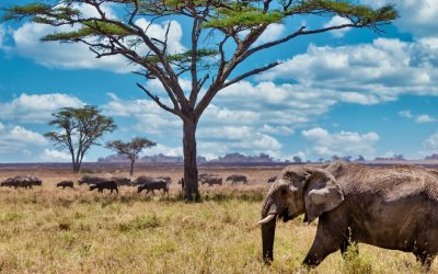 Op safari in de Serengeti – Alarmkaart mee