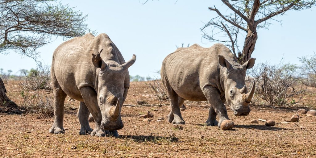 Schoonheid op safari in Afrika.